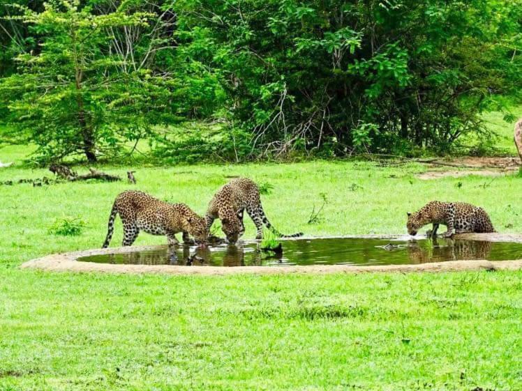 Yala Leopard Mobile Camp Hotel Buitenkant foto