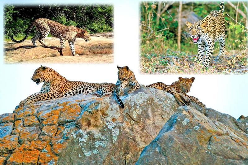Yala Leopard Mobile Camp Hotel Buitenkant foto
