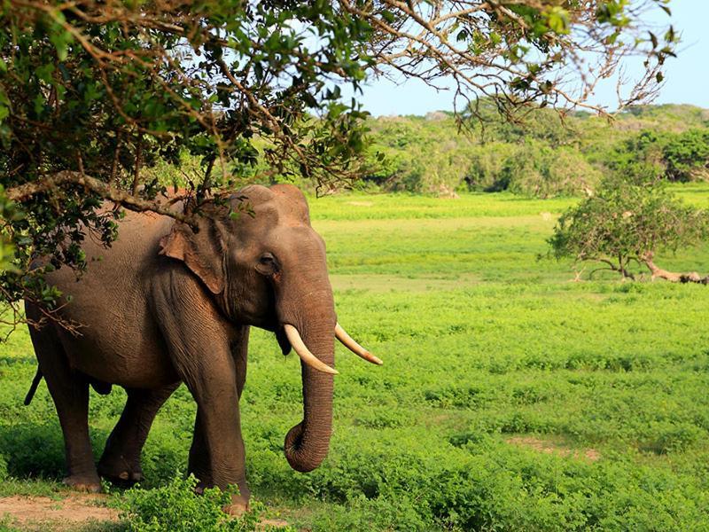 Yala Leopard Mobile Camp Hotel Buitenkant foto