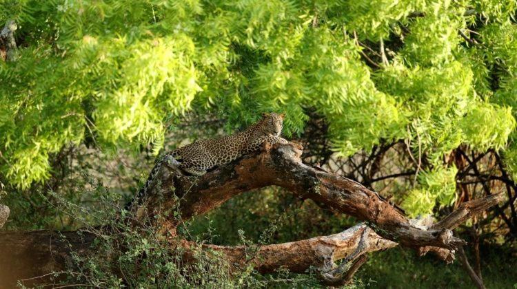 Yala Leopard Mobile Camp Hotel Buitenkant foto